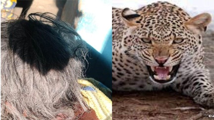 *बुर्जुग महिला पर तेंदुआ ने किया हमला*