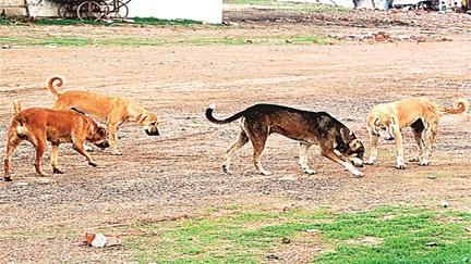 *राहगीरों पर बरसा आवारा कुत्तों का आतंक, सैकड़ों को बनाया शिकार*