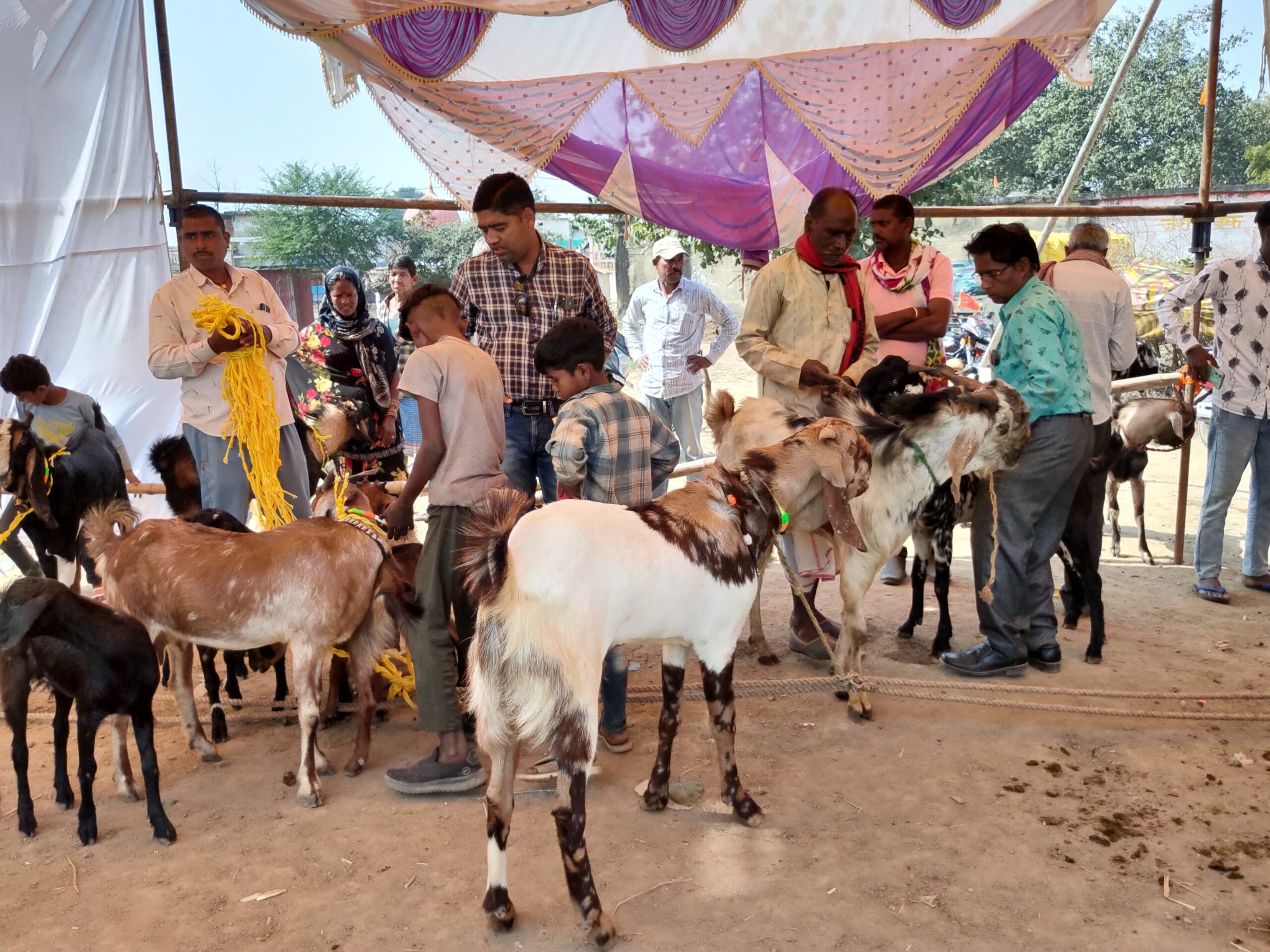 *कवर्धा,पशुधन से आजीविका के लिए पशुपालकों का हुआ ज्ञानवर्धन,सियासत दर्पण न्यूज़ से दीपक माँगरे की रिपोर्ट*
