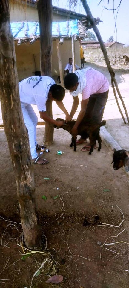 *पशुओं में किया जा रहा है टीकाकरण का कार्य*