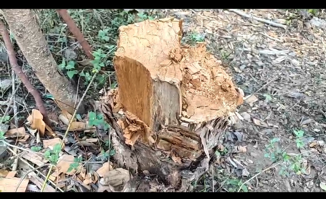 *कवर्धा,सागोन की अवेध कटाई नहीं ले रही रुकने का नाम, वन विभाग नही दे रहा ध्यान,,देखे वीडियो,,सियासत दर्पण न्यूज़ से दुखहरण सिंह ठाकुर की रिपोर्ट*