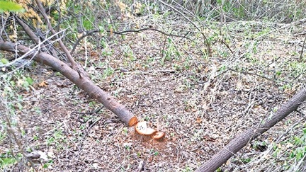 *रायपुर में चोरों के हौसले बुलंद, गार्ड का पहरा फिर भी चोरों ने फॉरेस्‍ट रिसर्च सेंटर से पार कर दिए 14 चंदन के पेड़*