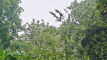 *अब गरजेंगे बादल, मानसून की होगी झड़ीदार एंट्री*