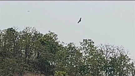 *घायल गिद्ध ने स्वस्थ होकर भरी नई उड़ान*