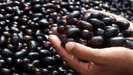 *छत्तीसगढ़ में जामुन के व्यवसाय से लखपति बन रही महिलाएं*