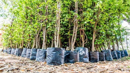 *महिला समूहों का कमाल अब खुद तैयार कर रहीं नर्सरी*