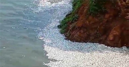 *शराब फैक्ट्री से निकली दूषित पानी छोड़ने से शिवनाथ नदी में मछलियों के मौत की आशंका*