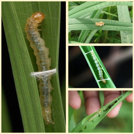 *सुकमा जिले में धान के खेतों में पत्ती मोड़क कीट (सोरटी) का दिखा प्रकोप*