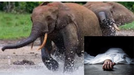 *सूंड से उठाकर हाथी ने बुजुर्ग को पटका, मौके पर ही मौत। माह भर के भीतर तीन लोगों की जान ले चुके उत्पाती हाथी*