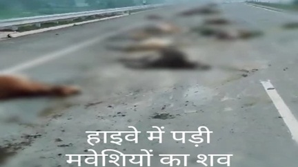 *कोरबा हाइवे पर तेज रफ्तार ट्रेलर की चपेट में आने से 18 गोवंश की मौत*