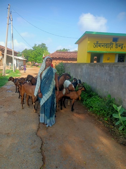 *मुख्यमंत्री सक्षम सुरक्षा योजना: बकरी पालन कर बसना की भूमिका पटेल हुई आत्मनिर्भर*