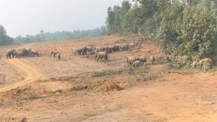 *हाथी के बच्चे की मौत के बाद 58 हाथियों का दल छाल रेंज में डटे*