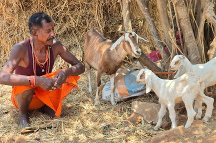 *रायपुर,,जल्द ही अफ्रीकन नस्ल ’बोयर’ के बकरा-बकरी नजर आएंगे,,जिनका वजन 80 से100 किलो तक होगा*