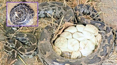 *12 फीट लंबा अजगर 25 अंडों के साथ नजर आया, देखकर लोगों के उड़े होश*