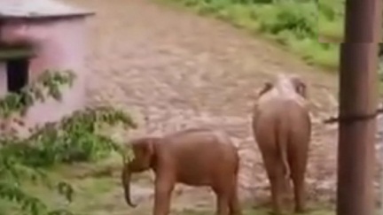 *खूंखार हथिनी ने एक और ग्रामीण को कुचलकर मार डाला, पहले भी ले चुकी 3 जान*