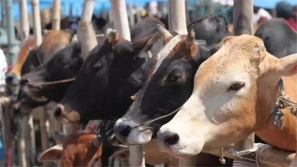 325 आदिवासी परिवारों को मिलेंगी 650 स्पेशल गायें