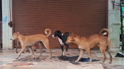 *रायपुर,,डॉग बाइट पीड़ितों की हालत गंभीर; रेबीज के डर से खुदकुशी,सियासत दर्पण न्यूज़ की खबर*