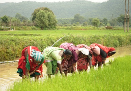 *समय पर मिला खाद, खिल उठी उम्मीदें*