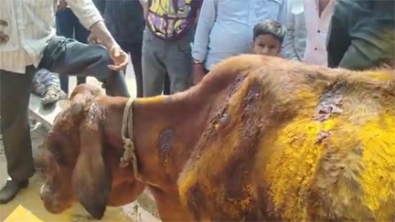 *गाय को चाकू से गोदने का मामला सामने आया,50 से ज्यादा बार चाकू से गोदा*