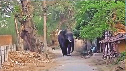 *बालको वन परिक्षेत्र में हाथी के हमले से ग्रामीण की मौत*