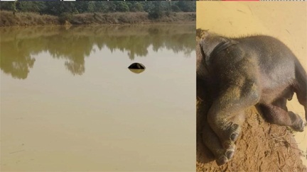 *तालाब में डूबने से एक हाथी के बच्चे की मौत*