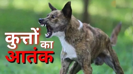 *छत्तीसगढ़ में आवारा कुत्तों का आतंक*