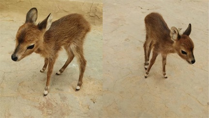 *बकरियों के बीच मिला हिरण का बच्चा*