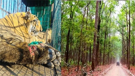 *छत्तीसगढ़ वन विभाग शीघ्र ही मध्य प्रदेश से बाघों का करेगा आयात*