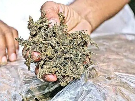 *रायपुर में गांजा तस्करी का भंडाफोड़, कुख्यात तस्कर मधु मिश्रा गिरफ्तार*