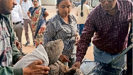 *महाराष्ट्र के ताडोबा अंधारी टाइगर रिजर्व से 400 किमी का सफर तय कर पहुंचा बीमार गिद्ध*