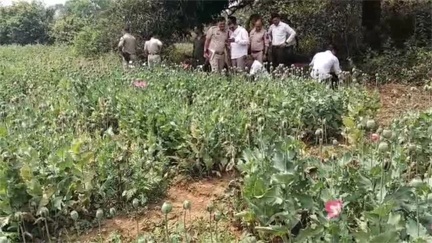 *तमनार के जंगलों में अफीम की अवैध खेती का खुलासा*
